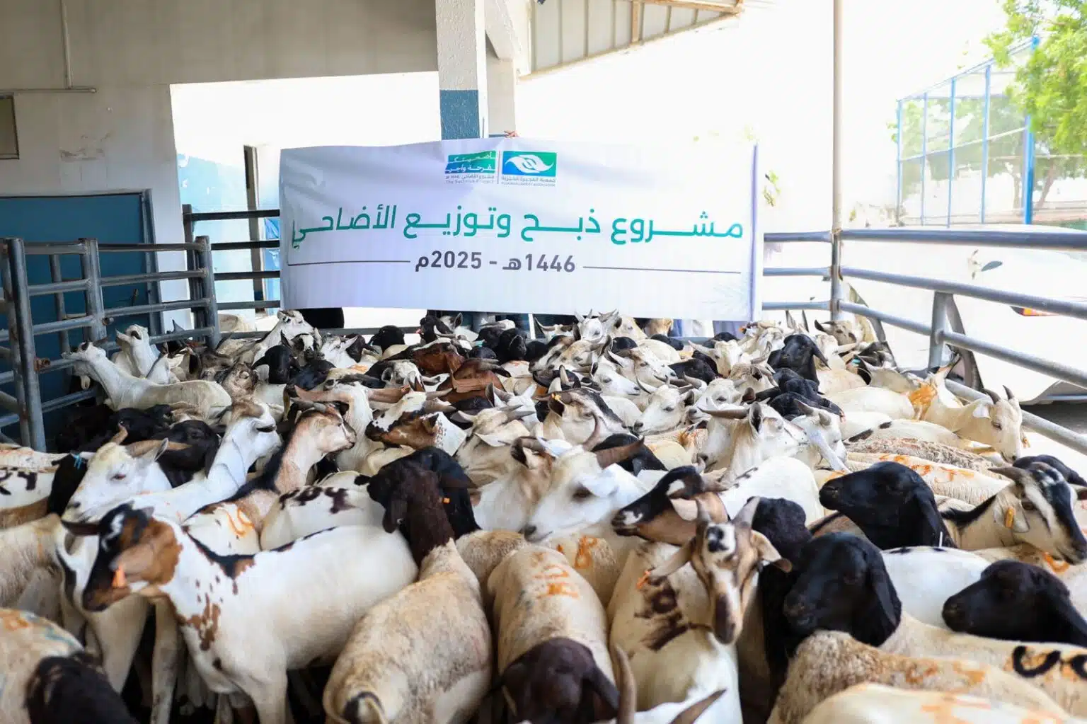 «أضحيتك فرحة وأجر: حصاد حملة الأضاحي 1446هـ لجمعية الفجيرة الخيرية»